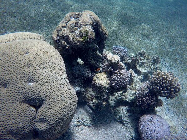 Korallid Aqabas. Foto: Krete Roopõld 