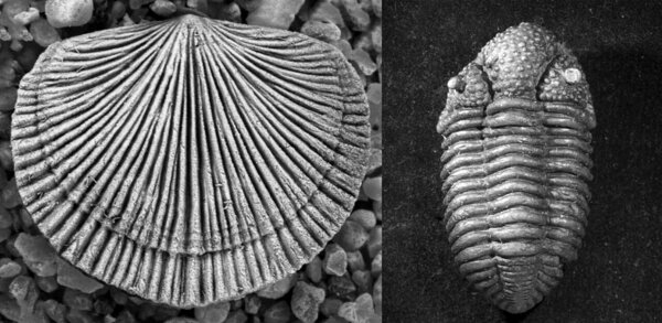 Vasakul brahhiopood Elsaella bekkeri (Rosenstein, 1943), paremal trilobiit Elsarella rotunda (Männil, 1977)