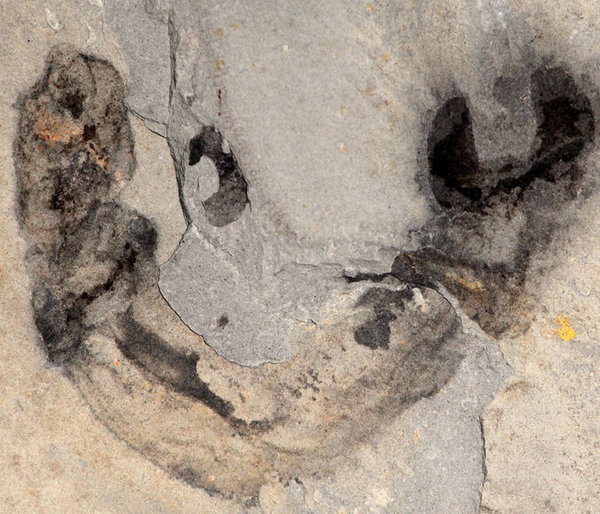 500 mln aastat vana meres elanud ussikese Oesia disjuncta fossiil. Jean-Bernard Caron.