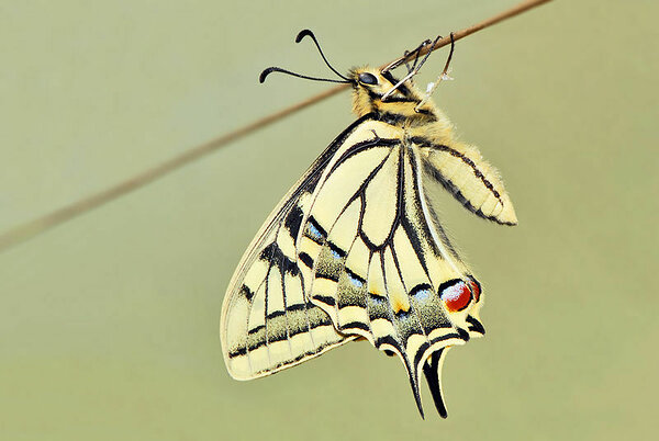 Fotol: Pääsusaba (Papilio machaon). Allikas: Wikimedia 