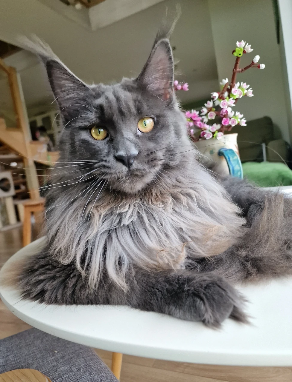 9-kuune Yarelis on Elvenwood