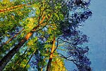 &quot;Sky Landscape. Pines&quot;. 2023. Oil on canvas. 80x120 cm. Private collection 