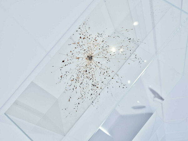 SHOT #1 (seeds, grass etc.) Photo: Arttu Kokkonen