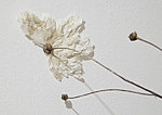 PIL kronblad, växtdelar mm.