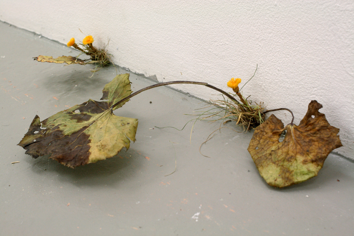 A SMALL FOREST TABLEAU  Kasvinosia, veriväri paperilla, muovailuvaha, huonekalun osia yms.