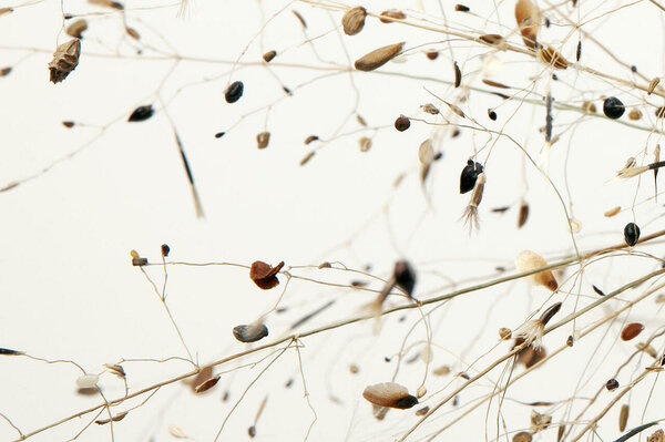 SHOT #1 (seeds, grass etc.) Photo: Pasi Autio