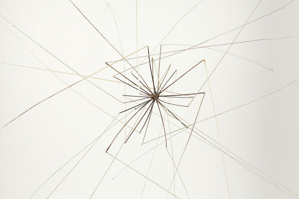 SHOT #3 (grass, plant parts etc.) Photo: Pasi Autio