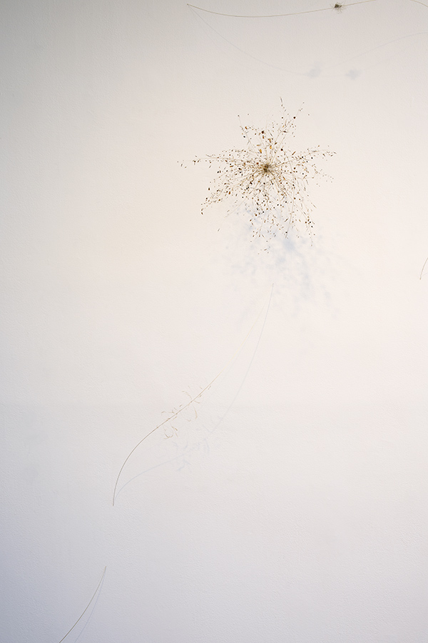 SHOTS  grass, seeds, plant parts, concrete, asphalt (2024)