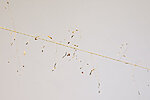BEAM seeds, grass, piano wire (2024)