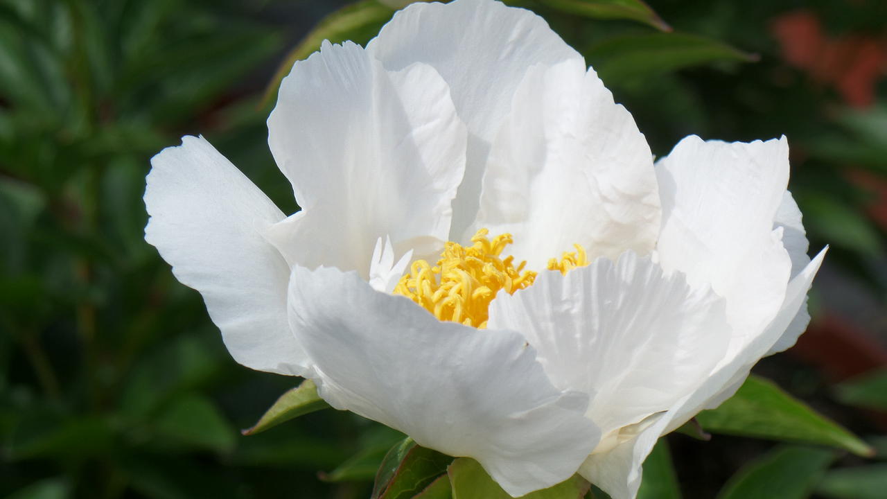 Krinkled White Saaremaa Puukool Saaremaa Pojengid Saaremaa Peony