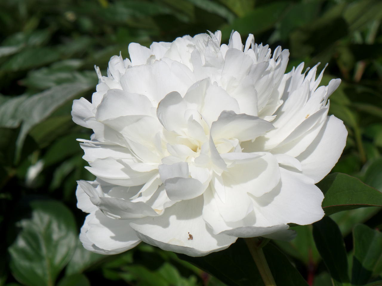 Amalia Olson - Saaremaa Puukool - Peony Nursery and Show Garden