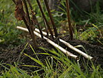 Ülejäänud muld kasuta teiste taimede istutamiseks või jaota aias laiali.