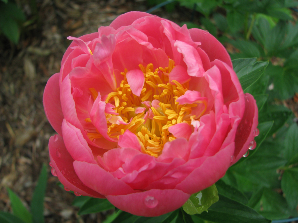 Pink Hawaiian Coral Saaremaa Puukool Peony Nursery and Show Garden