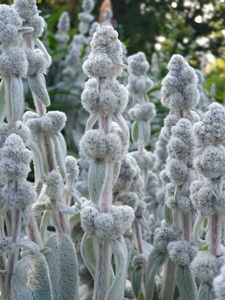 Stachys byzantina