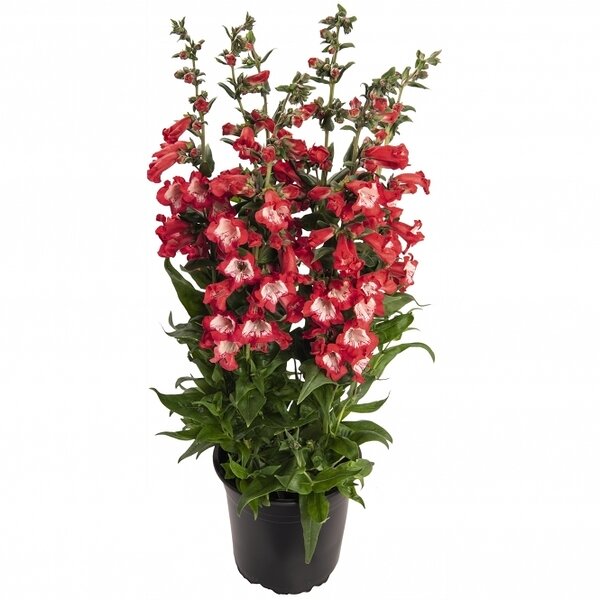 Penstemon peptalk red 2