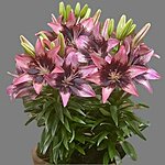 Aasia liilia fantasiatic pink hot spot 1