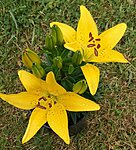 Aasia liilia fantasiatic yellow 1