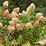 Aedhortensia phantom