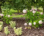 Hydrangea arborescens candybelle bubblegum puis hortensia 447x368 c 1