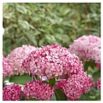 Hydrangea arborescens candybelle bubblegum 2