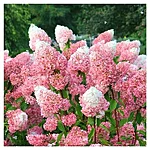 Hydrangea paniculata livingpink 26rose 2