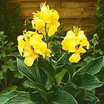 India kanna canna indica yellow tamme talu urdiaed 1