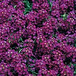 Kivikilbik violet