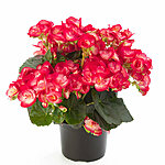 Roosbegonia peggy