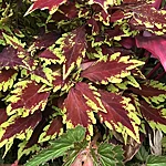 Solenostemon colorblaze royale apple brandy coleus gc solab 01