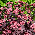 Sedum chocolate cherry