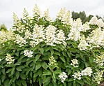 Tardiva aedhortensia