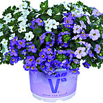 Bacopa sutera diffusus bacopa baristo giga trio white blue lavendervolmary