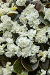 Begonia double white 1
