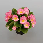 Begonia semperflorens sprint plus pink