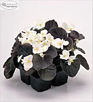 C3490p begonia semperflorens nightlife white ie7613