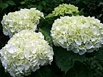 Hortensia wudu
