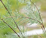 Tamarisk