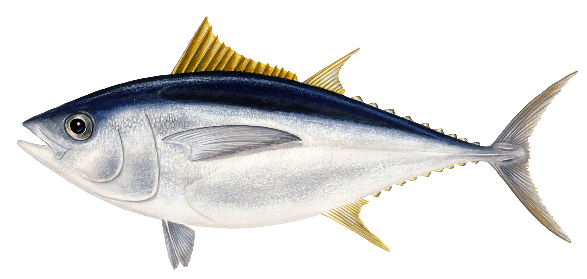 Tunzivs: lielacu tunzivs