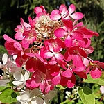 Aedhortensia moulin rouge. int jpg