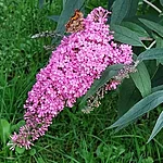 Davidi budleia pink cascade. int jpg