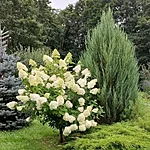 Aedhortensia limelight. int jpg