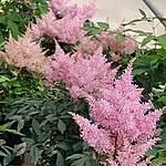 Astilbe uus roosa int