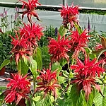 Monarda cambride scarlet int