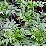Tagetes erecta helada vanilla int