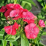 Talinelk sweet coral int