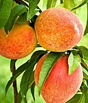 Brzoskwinia velvet 2