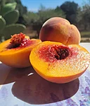 Brzoskwinia baby gold