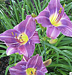 Img 4138