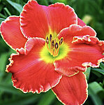 Img 4145