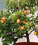 Mini morela aprigold